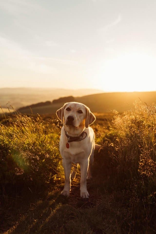 yellow labrador in golden sunlight