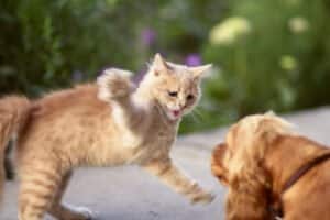 spaniel dog fighting with ginger cat