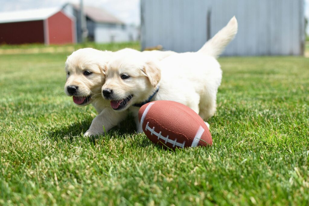 Two cream-colored puppies engage in playful puppy games on a grassy field with an American football in the foreground. A red barn and white structures are visible in the background.