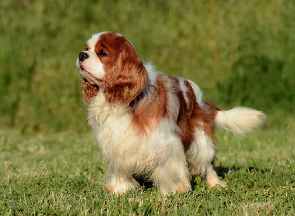 A Cavalier King Charles Spaniel with a chestnut and white coat stands on green grass, capturing the charm found in top dog breeds in New Zealand like the Border Collie dog.
