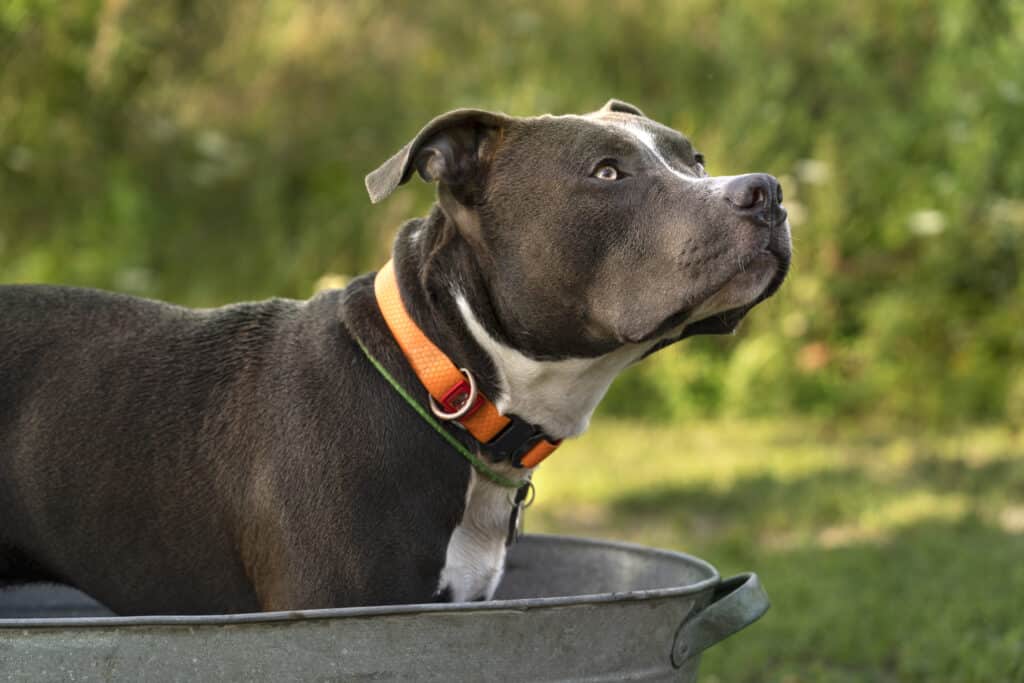 A black and white Staffy.