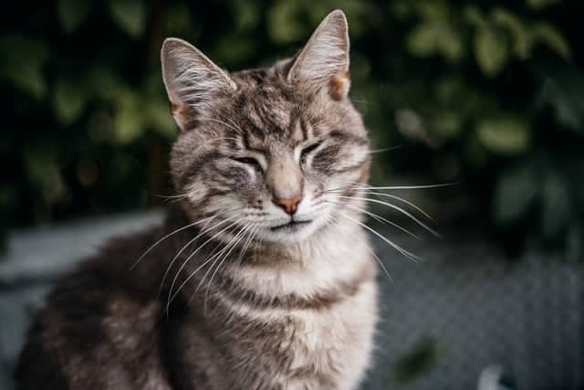 this happy tabby is wondering why do cats purr