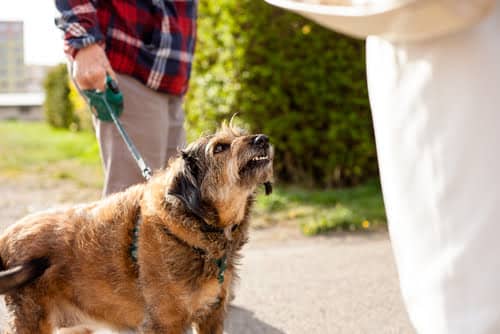 a crossbreed dog preparing to bite