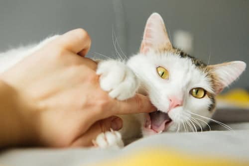 It's important to stop a cat biting to prevent skin punctures and possible infection.