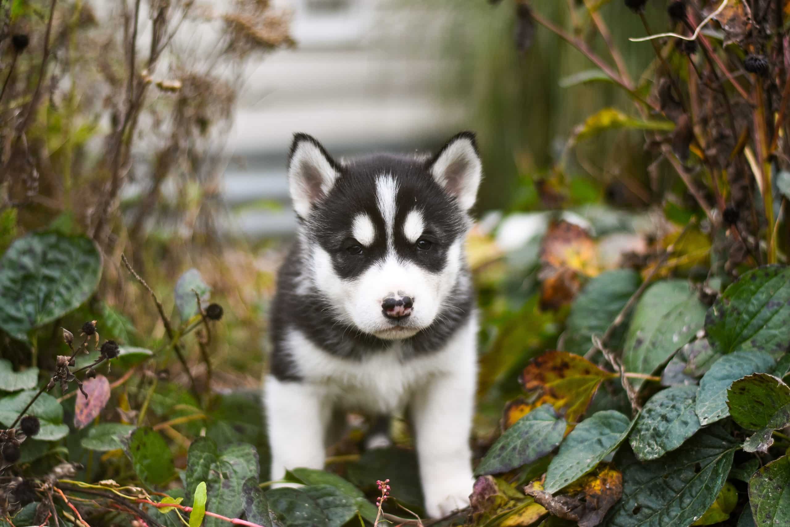 Poisonous plants for dogs should be kept out of this pup's reach.