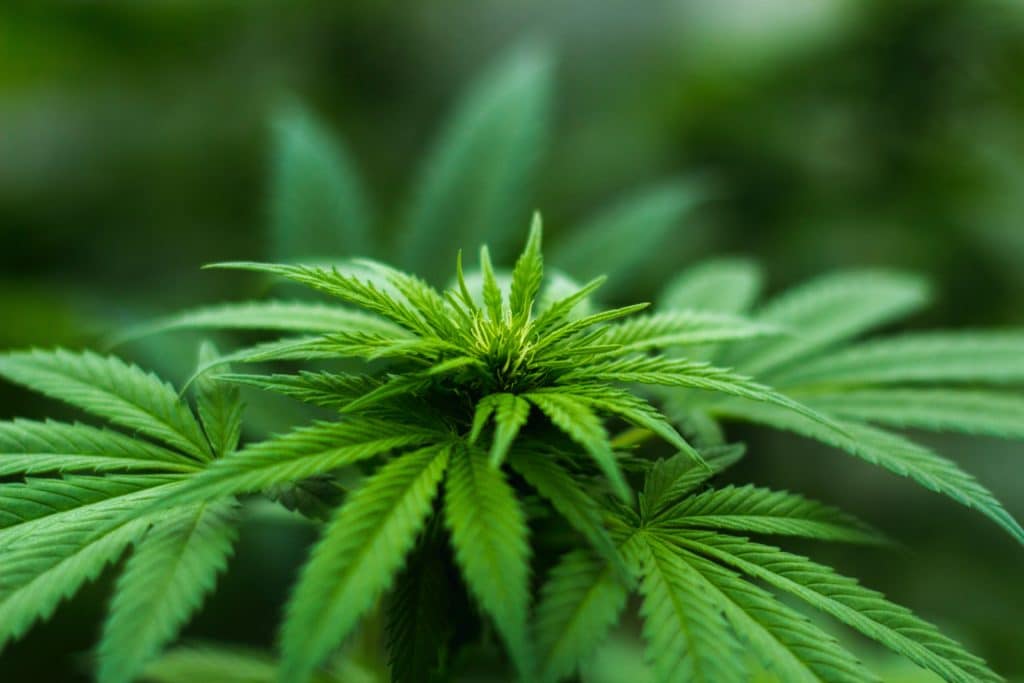 When you buy a dog keep them away from this Cannabis Plant.