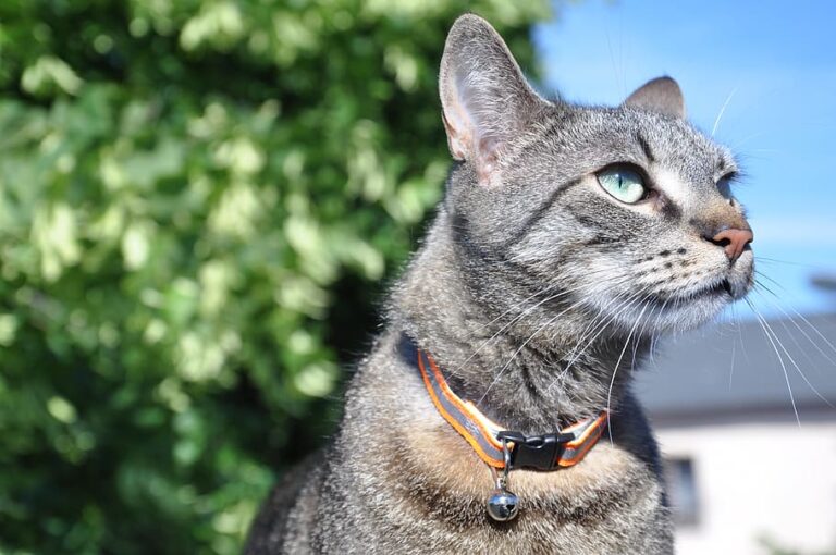 Cat Collars The Pros, Cons and Howtos PD Insurance NZ