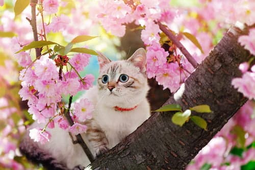 Outdoor cats should wear safety collars that unclip if they snag on branches and other things. 