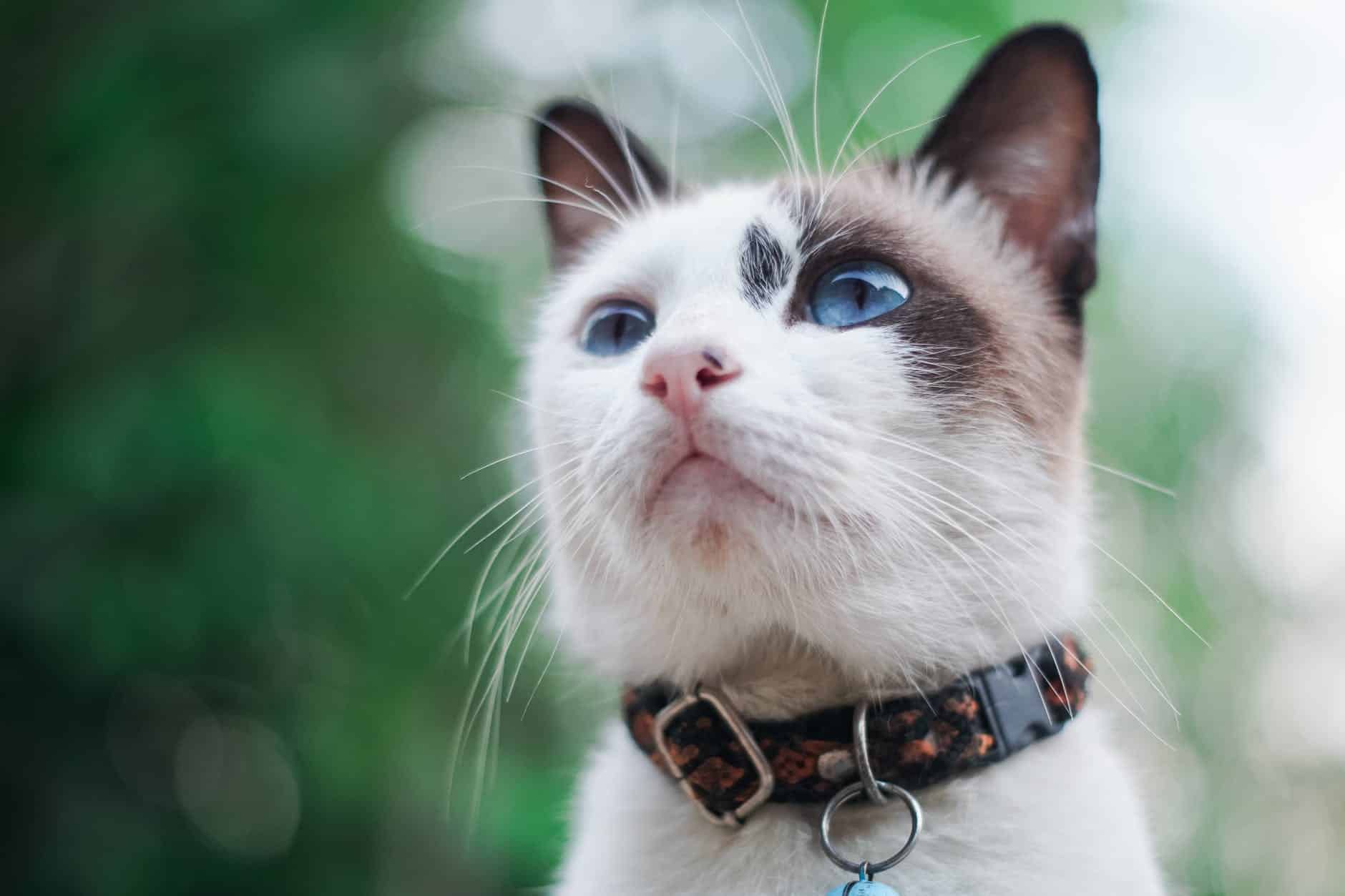 This cat is wearing a breakaway cat collar - these cat collars are the safest for cats.
