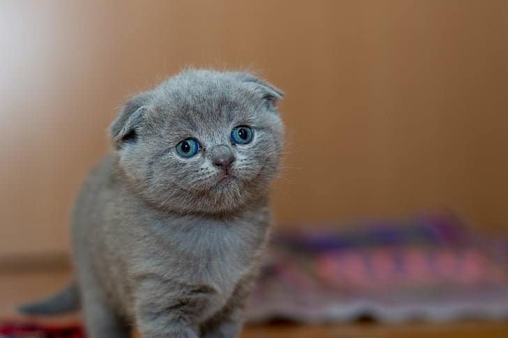 This kitten won't go in the cat litter tray because it hasn't been cleaned and still has old poop in it.