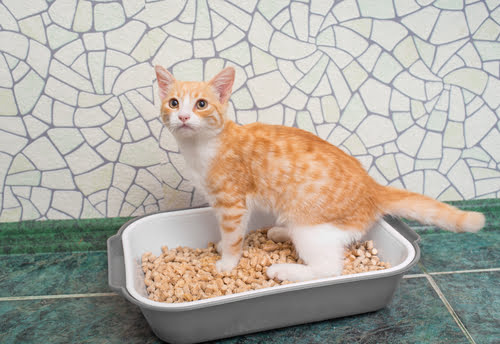 Teach your kitten to use the cat litter tray as soon as you bring them home.