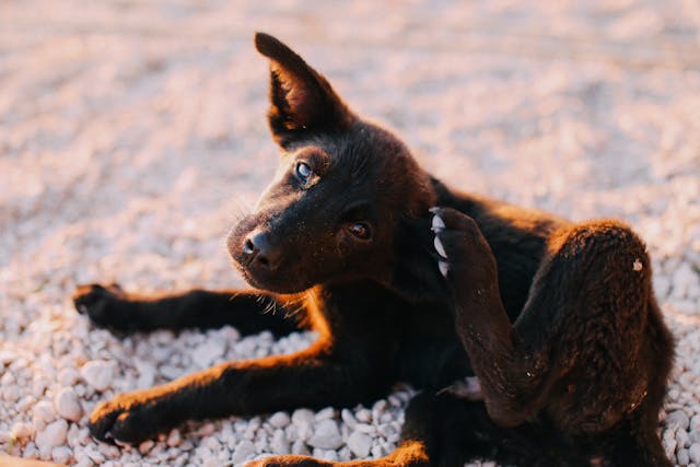 A black dog with pointy ears and bright eyes is lying on gravel, using its hind leg to scratch behind its ear, possibly due to a dog skin condition.