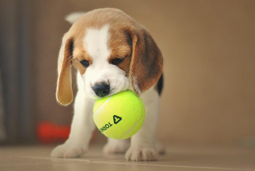 A beagle puppy holds a bright green tennis ball in its mouth while standing indoors on a smooth floor, showcasing the playful charm that makes beagle puppies so beloved in NZ.