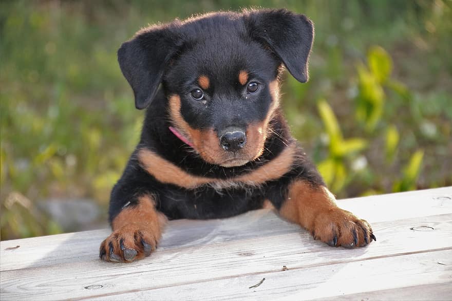 This pup goes to puppy school to learn obedience and how to read the body language of other dogs in a controlled environment. .