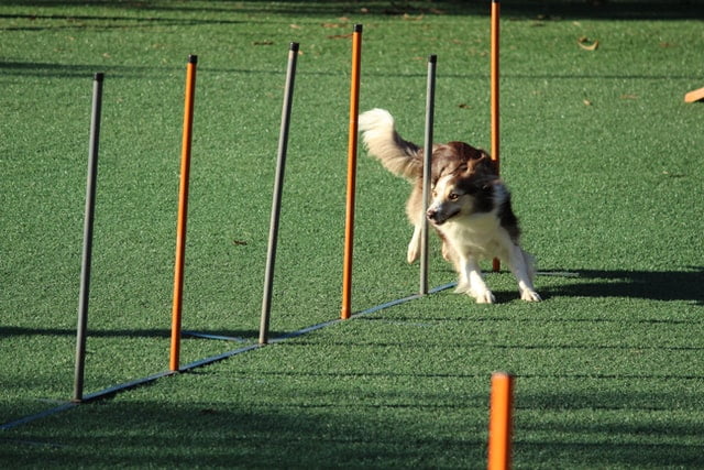 This dog is doing agility lessons at puppy school.