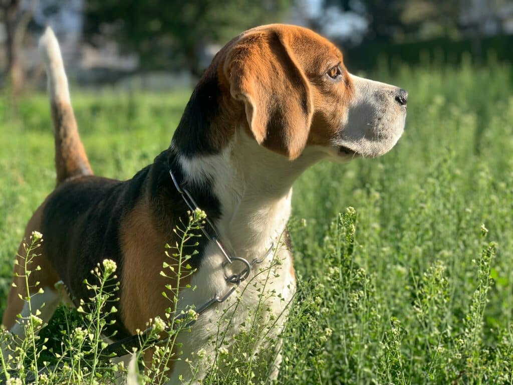 A beagle stands alert in a green field, surrounded by tall grass and small white flowers, showcasing the breed's curious nature. Known for their charm, beagle puppies in NZ capture hearts, though training them requires patience and consistency.