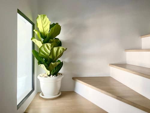 The Fiddle Leaf Fig tree contains a poisonous sap that can cause topical and internal toxicity to pets.