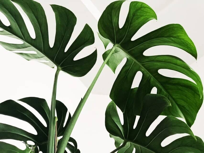 Monstera deliciosa is a poisonous plant for pets
