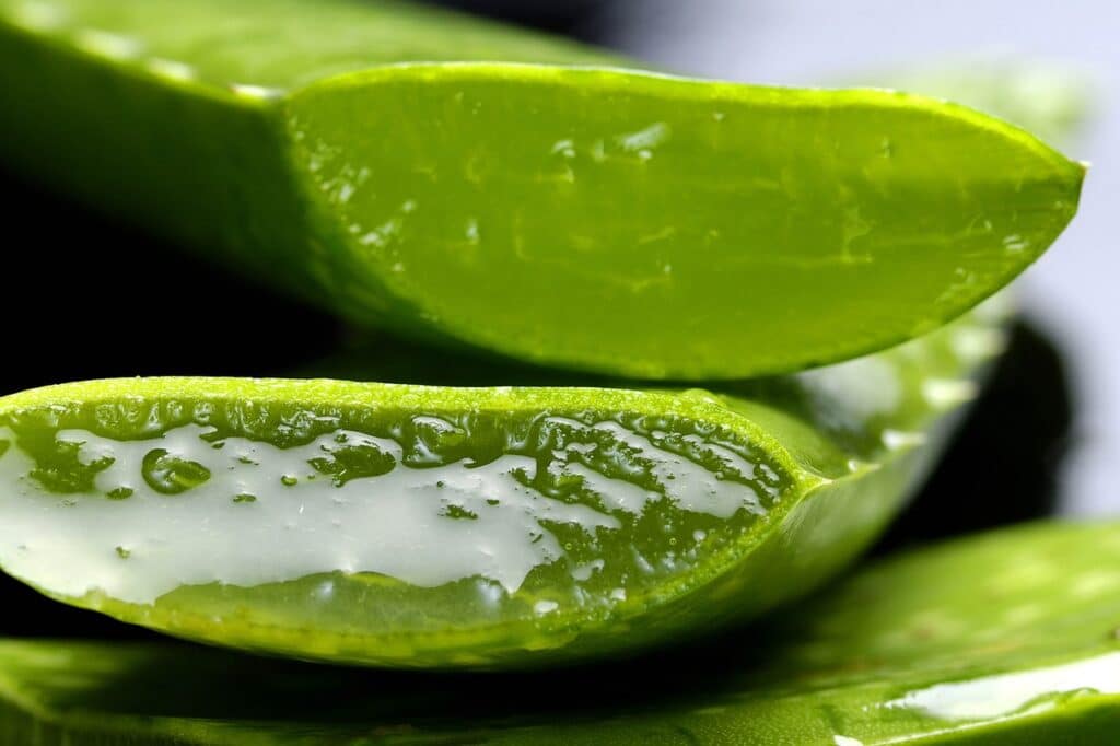 Aloe Vera is is one of the poisonous plants for dogs