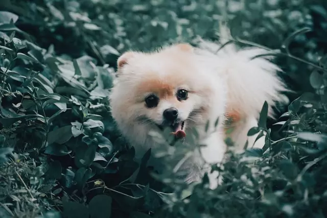 Poisonous plants for dogs should be kept out of this pup's reach