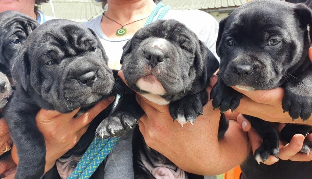 If you’re interested in giving these pups and others like them  their forever home, remember that the adoptions page won’t be up to date because more animals arrive every day, so contact HUHA directly.