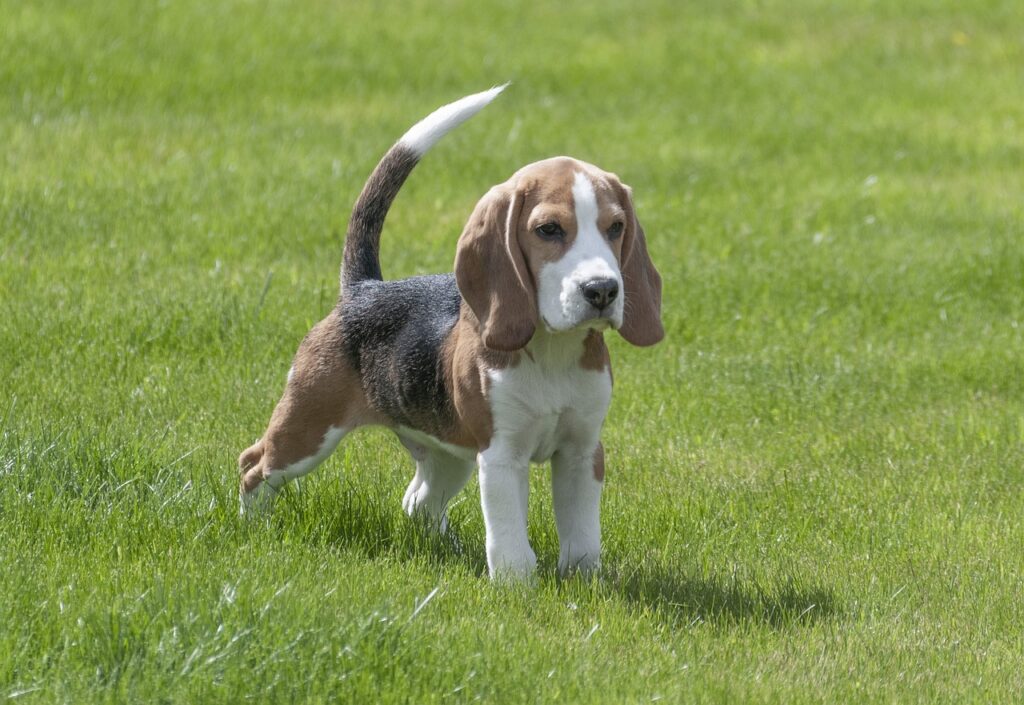 A beagle puppy stands on the grass, its tail cheerfully raised as it looks forward. Beagles are naturally curious and friendly, often getting along well with other dogs, making them a delightful addition to any pet-loving family.