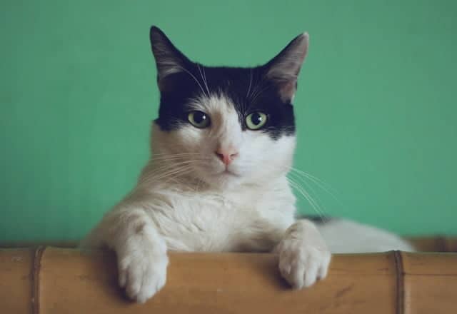 black and white cat showing confident body language