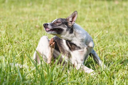 dog with a skin condition itching and scratching on grass