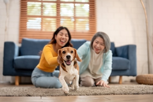 Two women sit on the floor in a living room, smiling as a beagle—known for its playful nature and curiosity about how easy are beagles to train—runs toward the camera.