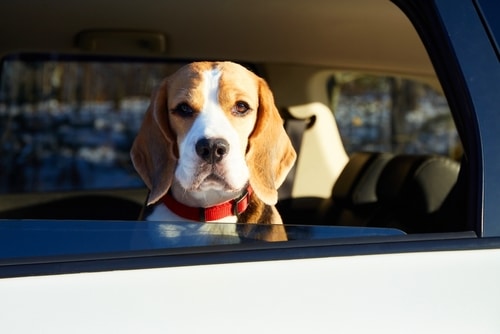 A beagle with a red collar looks out from the back seat of a car through an open window, showing why beagles are good with other dogs and perfect companions for families, just like the playful beagle puppies NZ loves.
