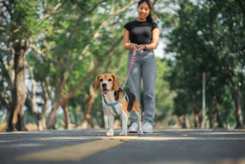 A woman walks her beagle on a leash along a tree-lined road during the day, showing just how friendly beagles are with other dogs.
