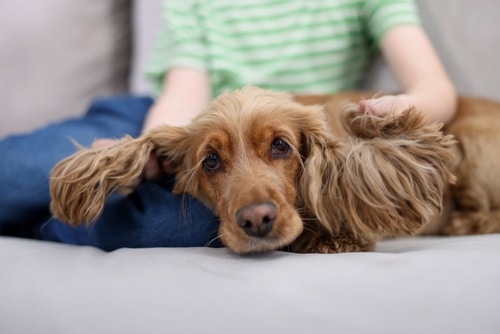A brown cocker spaniel lies on a couch with its ears stretched out, as a person in a green striped shirt gently pets it—a perfect example of the special bond between dogs and kids.
