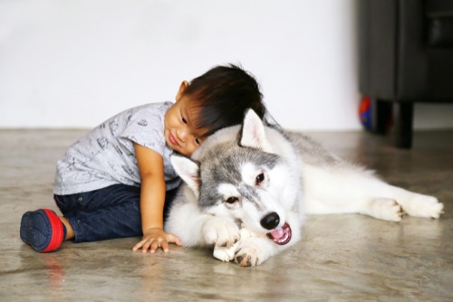 A young child sits on the floor, leaning affectionately against a lying Siberian Husky who is chewing on a toy—showcasing the gentle bond often shared between dogs and kids.