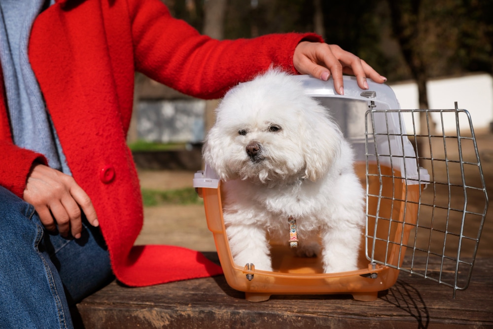 A small white dog sits in an open pet carrier, showcasing crate training a puppy, on a wooden bench next to a person wearing a red coat.