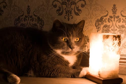 This Himalayan Salt Lamp can be harmful to pets.
