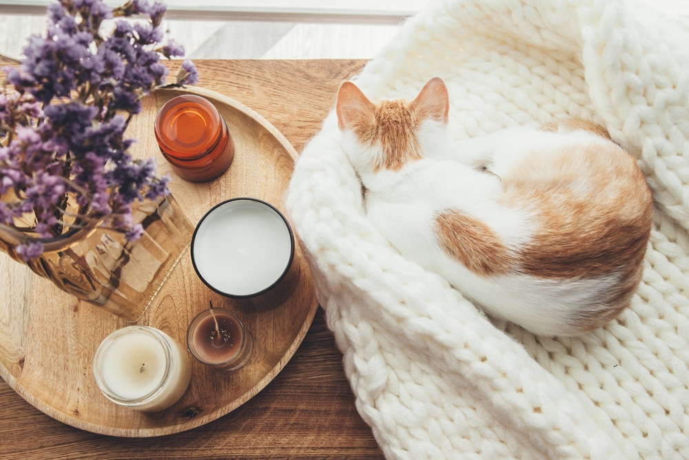 A white and orange cat sleeps curled up on a chunky knit blanket next to a wooden tray with pet house candles.