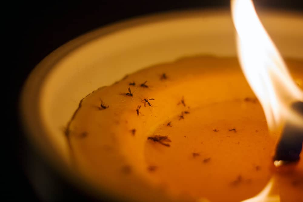 A close-up of a burning citronella candle with several small dead insects stuck in the melted wax near the flame.