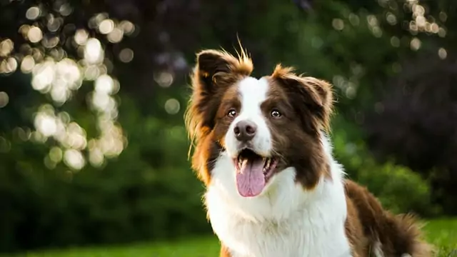 Happy Border Collie dog