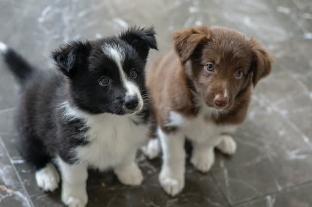 two Border Collie puppies stare up at their owner