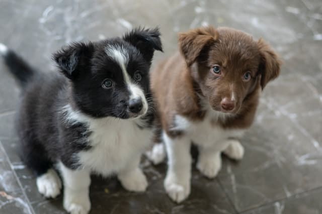 These two BC puppies will grow up to become medium-sized dogs.