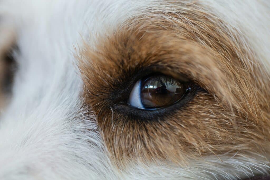 Close-up of a dog's eye with brown and white fur surrounding it. Reflections hint at its environment, while tear stains subtly mark the area. Ever wondered how to clean a dog's eyes and remove tear stains effectively? The details are in the gaze—and care routine.