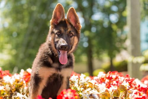 This German Shepherd puppy needs lots of attention, exercise and training on a regular basis. 