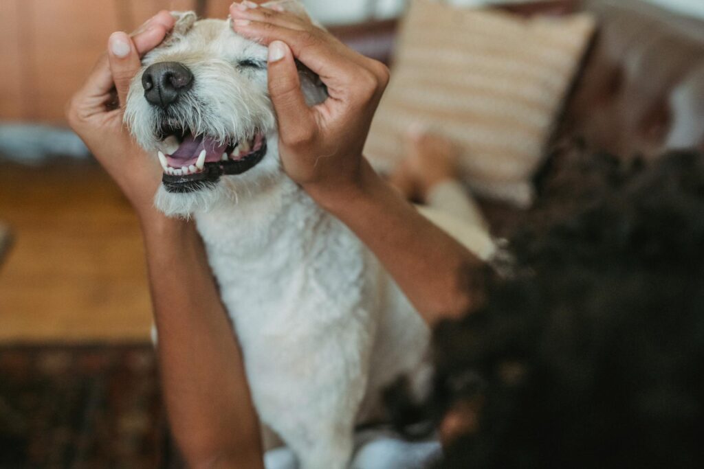 A person gently holds a small white dog’s face, making the dog’s eyes close and mouth appear to smile.