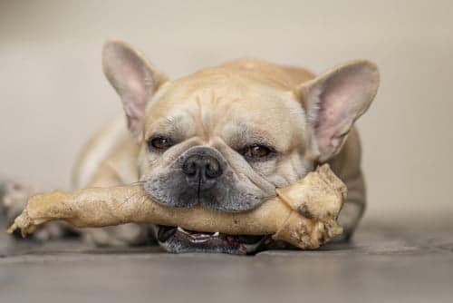 can a french bulldog be given rawhide every day