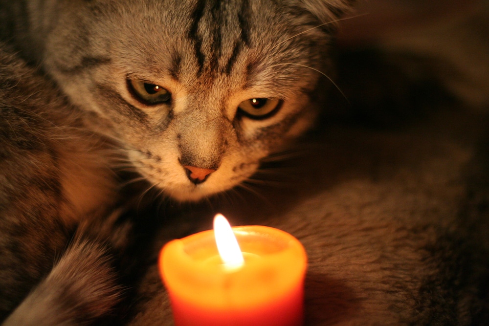 A gray tabby cat closely observes a lit orange candle, its face illuminated by the candlelight—a reminder that some candles may be toxic to cats or harmful to pets.