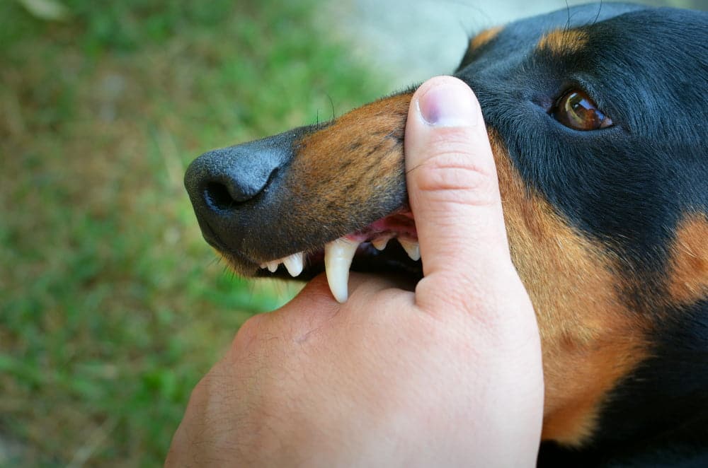 what to do if your rottweiler puppy is biting