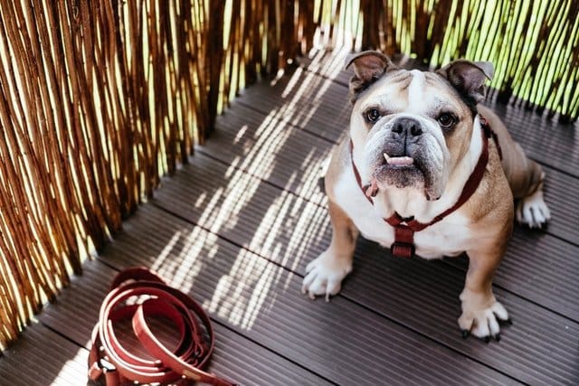 This is a purebred dog, a prized English bulldog.