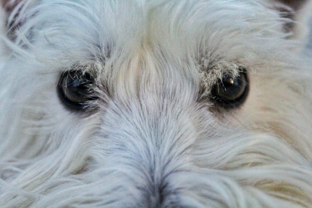 Close-up of a fluffy white dog's face showcases its bright eyes and pristine fur, free from tear stains.