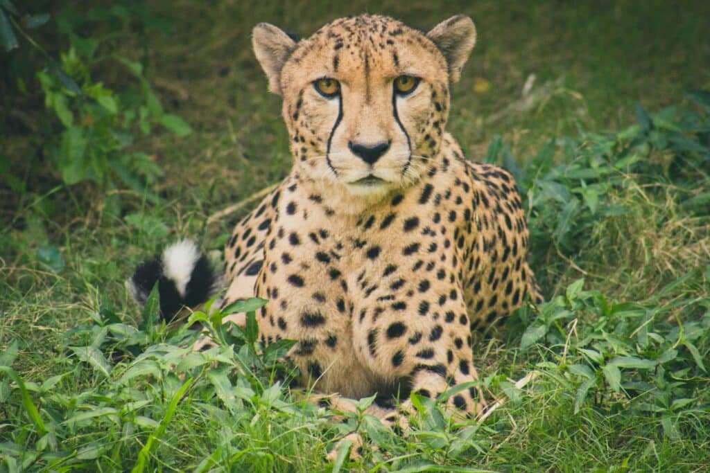 A cheetah who adopted a dog, lies on grass, its gaze focused and intense as it considers whether dogs can cry tears and also how to clean a dog's eye tear stains.