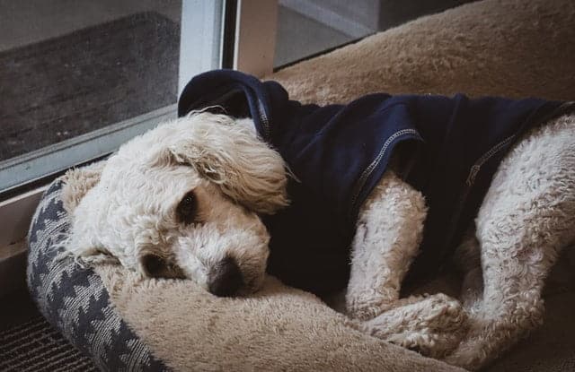 maltese in dog jacket lying on bed